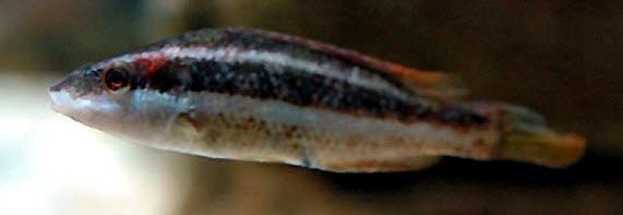 Symphodus doderleini_00005